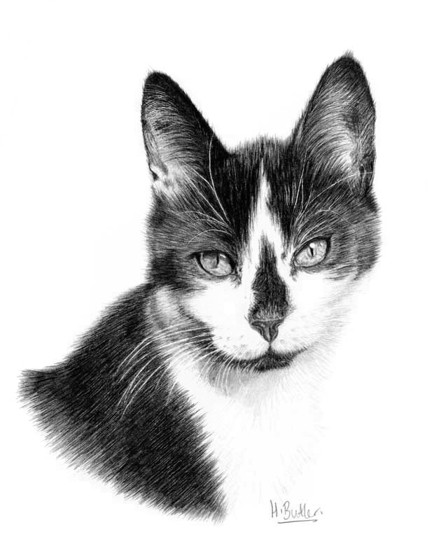 cat pencil portrait